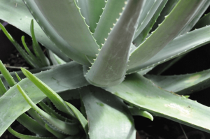 aloe vera e caduta capelli